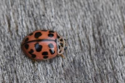 <i>Oenopia conglobata</i>