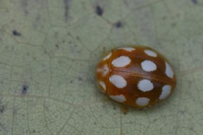 <i>Calvia decemguttata</i>