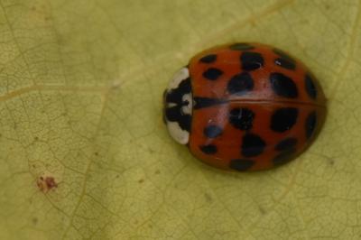 <i>Harmonia axyridis</i>