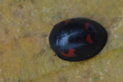 <i>Exochomus quadripustulatus</i>