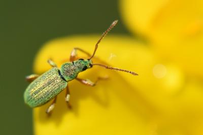 <i>Phyllobius argentatus</i>
