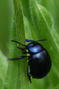 <i>Timarcha goettingensis</i>