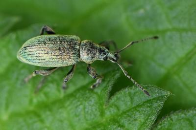 <i>Phyllobius pomaceus</i>