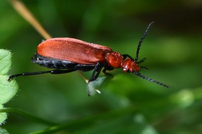 <i>Pyrochroa serraticornis</i>