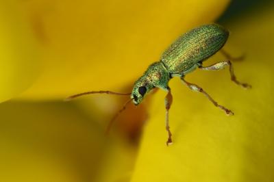 <i>Phyllobius argentatus</i>