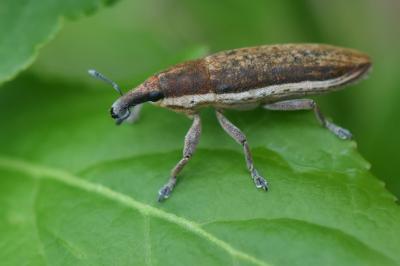 <i>Lixus ochraceus</i>