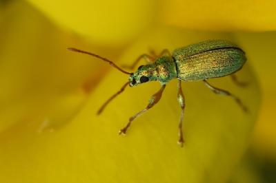 <i>Phyllobius argentatus</i>