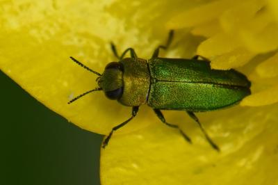 Anthaxia nitidula