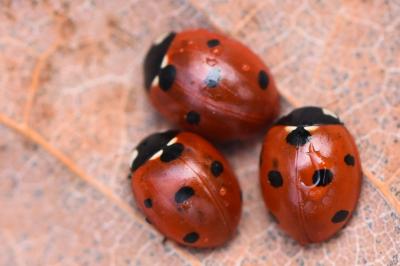 <i>Coccinella septempunctata</i>
