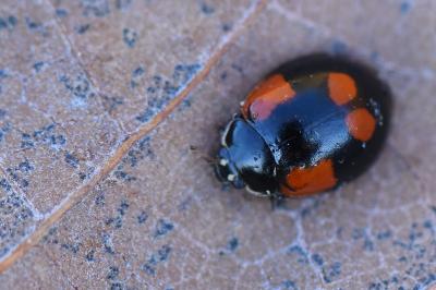 <i>Adalia bipunctata</i>