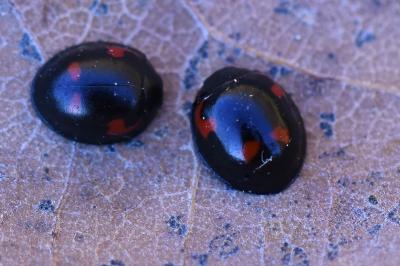 <i>Exochomus quadripustulatus</i>