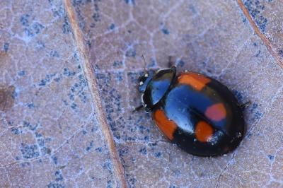 <i>Adalia bipunctata</i>