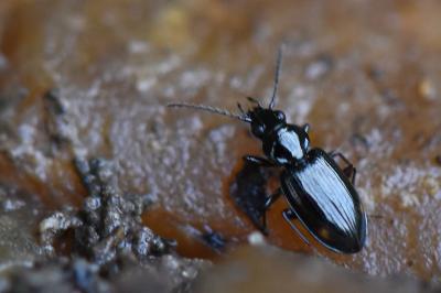 <i>Bembidion</i>