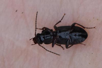 <i>Pterostichus</i>