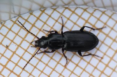 <i>Pterostichus</i>