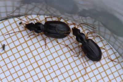 <i>Paranchus albipes</i>
