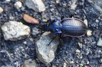 <i>Carabus nemoralis</i>