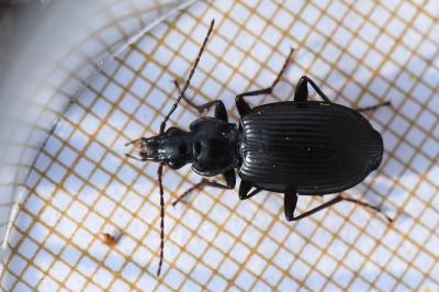 <i>Platynus assimilis</i>