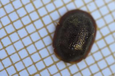<i>Thymalus limbatus</i>