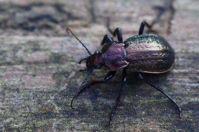 <i>Carabus arvensis</i>