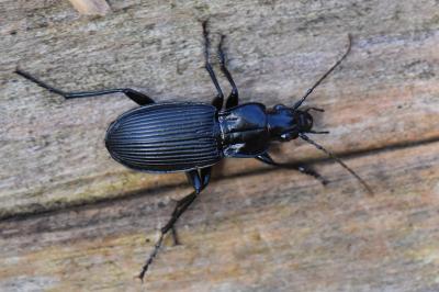 <i>Pterostichus niger</i>