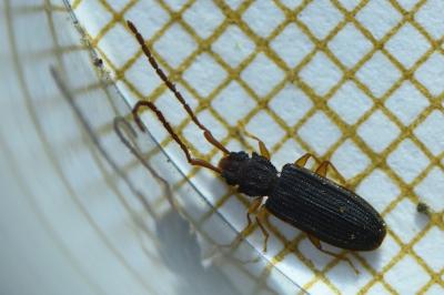 Uleiota planatus