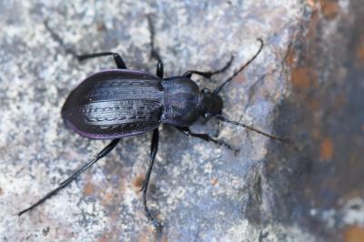 <i>Carabus arvensis</i>