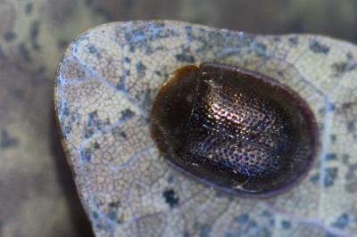 <i>Thymalus limbatus</i>
