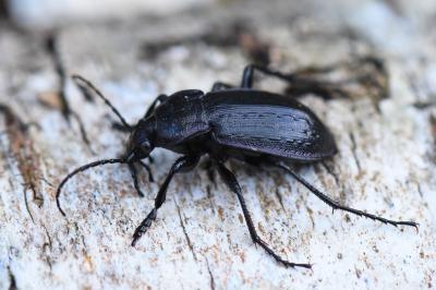 Carabus arvensis