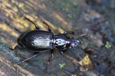 <i>Pterostichus oblongopunctatus</i>