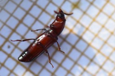 <i>Corticeus unicolor</i>