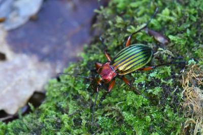 <i>Carabus auronitens</i>
