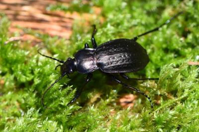 <i>Carabus arvensis</i>