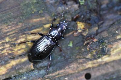 <i>Pterostichus oblongopunctatus</i>