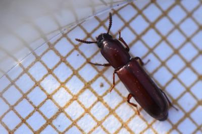 <i>Corticeus unicolor</i>