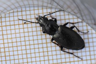 Pterostichus oblongopunctatus