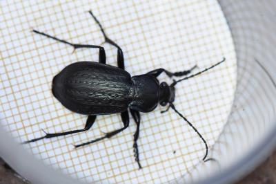 <i>Carabus arvensis</i>