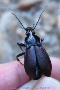 <i>Carabus nemoralis</i>