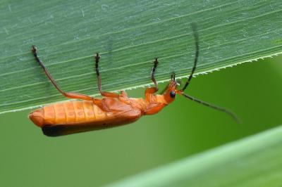 <i>Rhagonycha fulva</i>