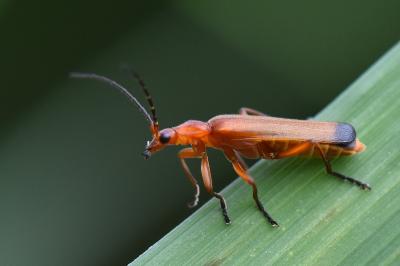 <i>Rhagonycha fulva</i>