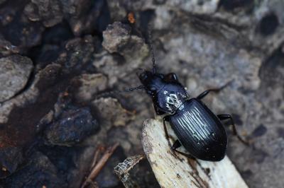 <i>Pterostichus oblongopunctatus</i>