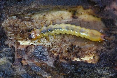 <i>Pyrochroa</i>