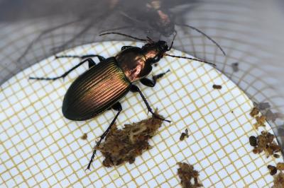 <i>Poecilus cupreus</i>