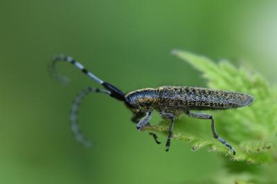<i>Agapanthia villosoviridescens</i>