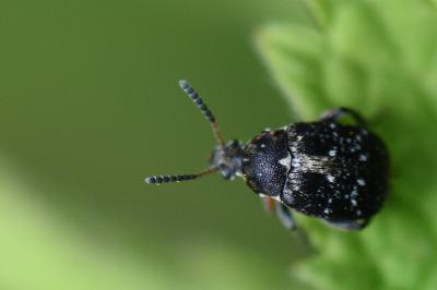 <i>Bruchus</i>