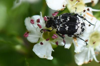 <i>Valgus hemipterus</i>