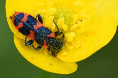 <i>Trichodes alvearius</i>