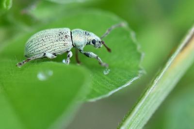 <i>Polydrusus planifrons</i>