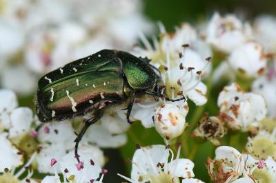 <i>Cetonia aurata</i>