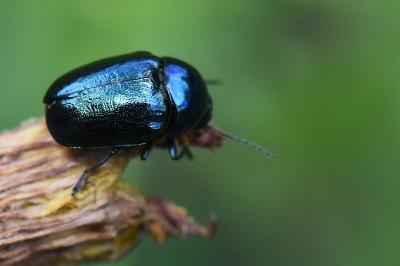 <i>Cryptocephalus</i>